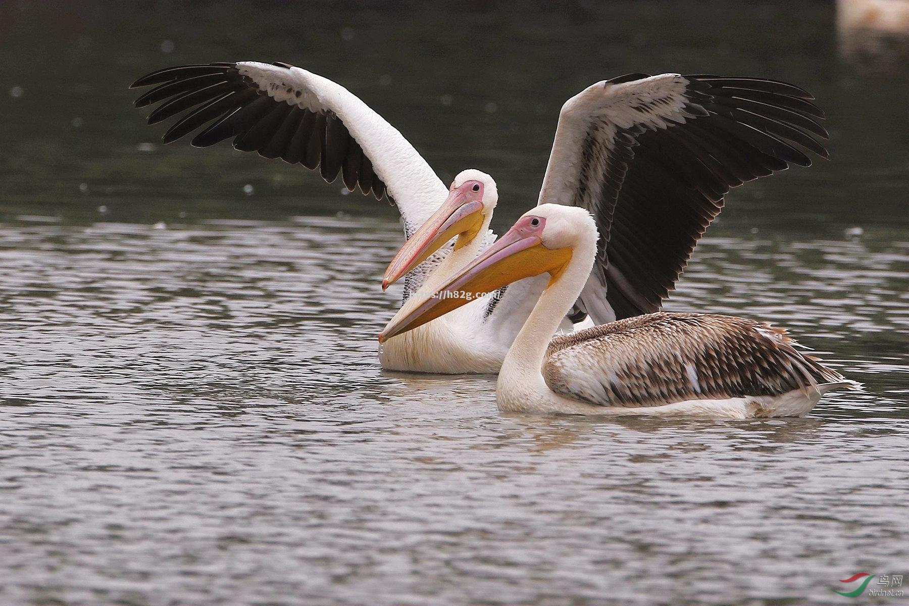新西兰保护鹈鹕栖息地白鹈鹕之乡吸引游客参观 新西兰保护鹈鹕栖息地白鹈鹕之乡吸引游客参观